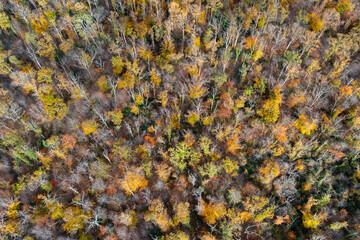 Une for&ecirc;t en vue a&eacute;rienne aux couleurs de l'automne