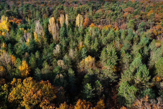 Une for&ecirc;t en vue a&eacute;rienne aux couleurs de l'automne