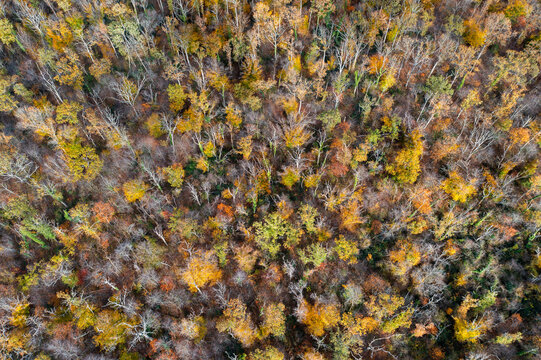 Une for&ecirc;t en vue a&eacute;rienne aux couleurs de l'automne