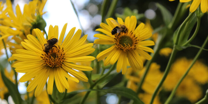 two bees on the flowers of a cup plant (Silphium perfoliatum). restorative habitat ecology banner. the environment wide background with vivid yellow color.