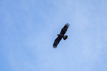 Photowalk - Hohenwerfen Castle - Falconry Austria - October 30, 2025