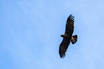 Photowalk - Hohenwerfen Castle - Falconry Austria - October 30, 2025