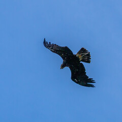 Photowalk - Hohenwerfen Castle - Falconry Austria - October 30, 2025