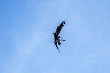 Photowalk - Hohenwerfen Castle - Falconry Austria - October 30, 2025