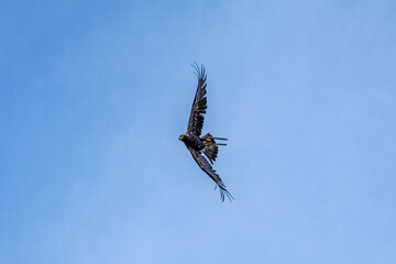 Photowalk - Hohenwerfen Castle - Falconry Austria - October 30, 2025