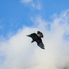Photowalk - Hohenwerfen Castle - Falconry Austria - October 30, 2025