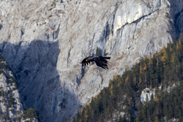 Photowalk - Hohenwerfen Castle - Falconry Austria - October 30, 2025