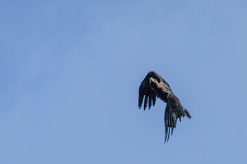 Photowalk - Hohenwerfen Castle - Falconry Austria - October 30, 2025