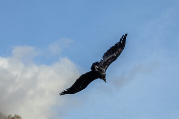 Photowalk - Hohenwerfen Castle - Falconry Austria - October 30, 2025