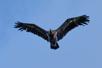 Photowalk - Hohenwerfen Castle - Falconry Austria - October 30, 2025