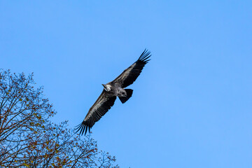 Photowalk - Hohenwerfen Castle - Falconry Austria - October 30, 2025