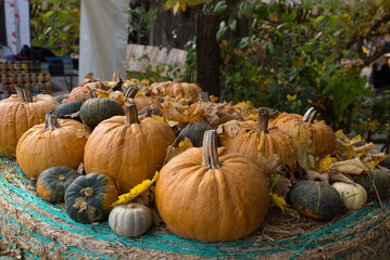 Colorful autumn pumpkins and gourds of various shapes and textures displayed outdoors on hay, showcasing harvest season and natural diversity of fall vegetables. Halloween