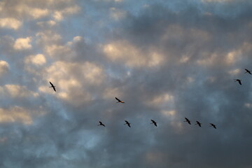 Fototapeta premium Migrating cranes over blue sky with fluffy clouds, Lac du Der, France