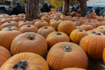 Fresh red kuri pumpkins displayed in wooden boxes at farmers market, natural autumn vegetables harvest, healthy organic seasonal produce for cooking and decoration. Halloween pumpkins
