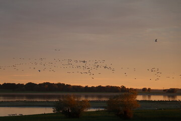 Fototapeta premium Cranes in Flight at Sunset over Lac du Der, France – Migrating Birds in Warm Evening Light