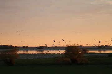 Cranes in Flight at Sunset over Lac du Der, France – Migrating Birds in Warm Evening Light