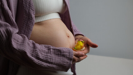 Women belly, pregnant woman hold cute yellow chicken near abdomen.