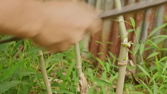 Farmer using machete to cut cassava plant in the garden