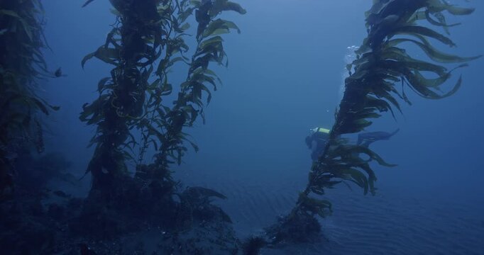 Scuba diver swims parallel to kelp reef.