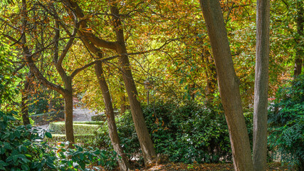 Autumn, forest, El Retiro Park, Madrid, Spain, Europe