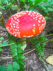 Poisonous mushroom fly agaric grows in the forest