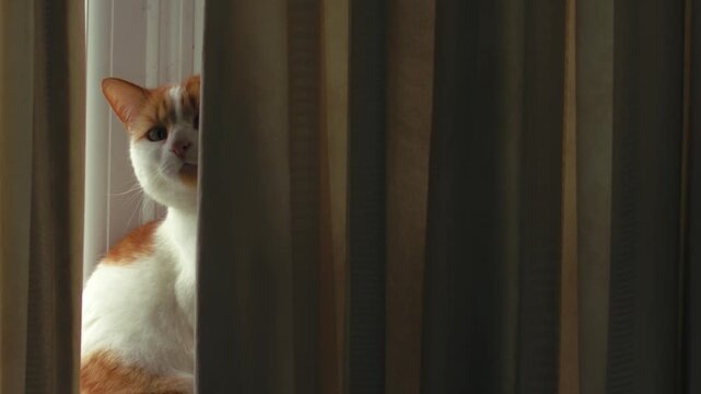 Suspicious Ginger and white cat from behind curtain