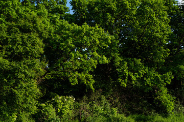 Dense green forest trees in sunlight with lush foliage and natural summer greenery