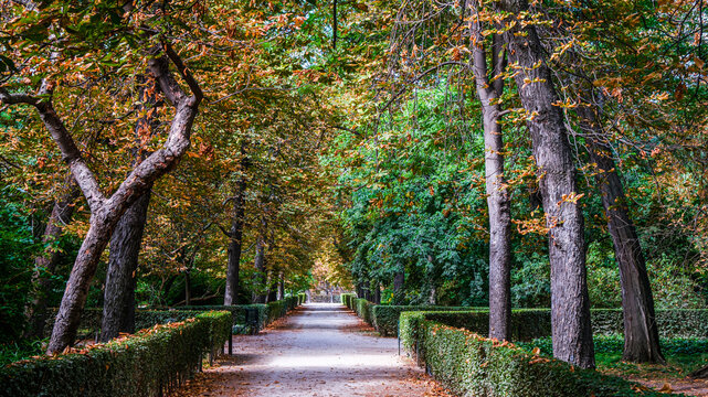 Autumn, forest, El Retiro Park, Madrid, Spain, Europe