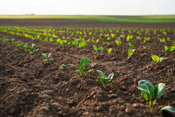 Young cabbage sprouts growing in fresh brown soil under warm evening sunlight on farmland