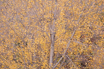 Autumn leaves and branches covering the entire frame