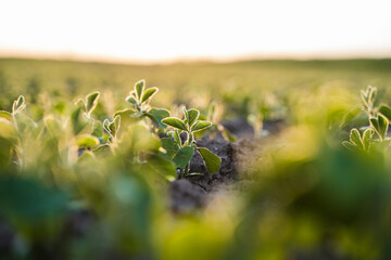 Young soybean plant glowing in backlight on cultivated farmland at early growth stage