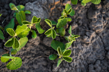 Top view of soybean sprouts on cracked dry soil showing new agricultural vegetation