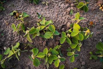 Young soybean bushes growing on textured field soil under soft evening sunlight