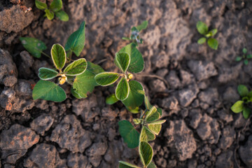 Soybean seedling on cracked brown soil in farm field during summer agricultural season