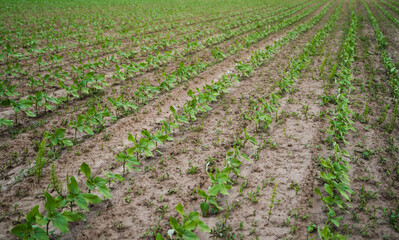 Perspective view of sunflower seedlings in planted rows across farmland after rain in countryside