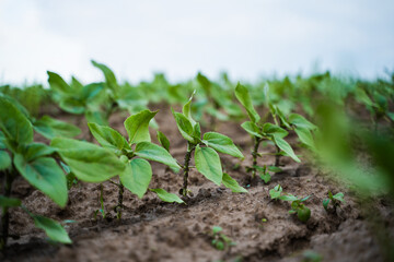 Young sunflower seedlings growing in rows on farm soil under blue cloudy spring sky