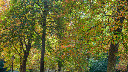 Autumn, forest, El Retiro Park, Madrid, Spain, Europe