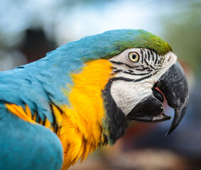 GUACAMAYO AZUL GUS 2