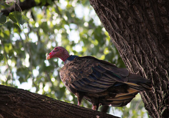 Aura gallipavo
