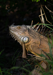 Iguana nocturna