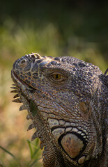 Iguana Gus