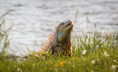 Iguana Gus2