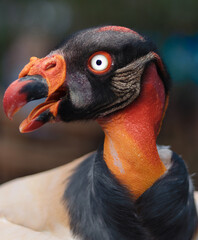 ZOPILOTEGUS