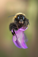 Close-up or Macro of a large dark bumblebee (likely Bombus terrestris) perched on a vibrant purple flower with a soft, natural bokeh background.