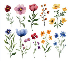 Hand-painted watercolor wildflowers on white background, perfect for stationery, wall art, and fabric prints.