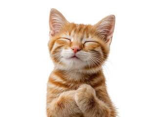 Fototapeta premium Ginger kitten with closed eyes isolated on a transparent background