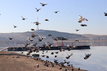 seagulls on the beach