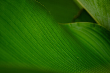 Abstract of green leaves in dark tone for background texture concept.