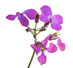 Fototapeta premium Annual honesty flowers