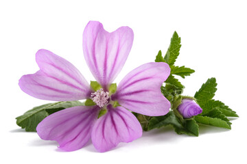 Mallow flower with leaf © Scisetti Alfio